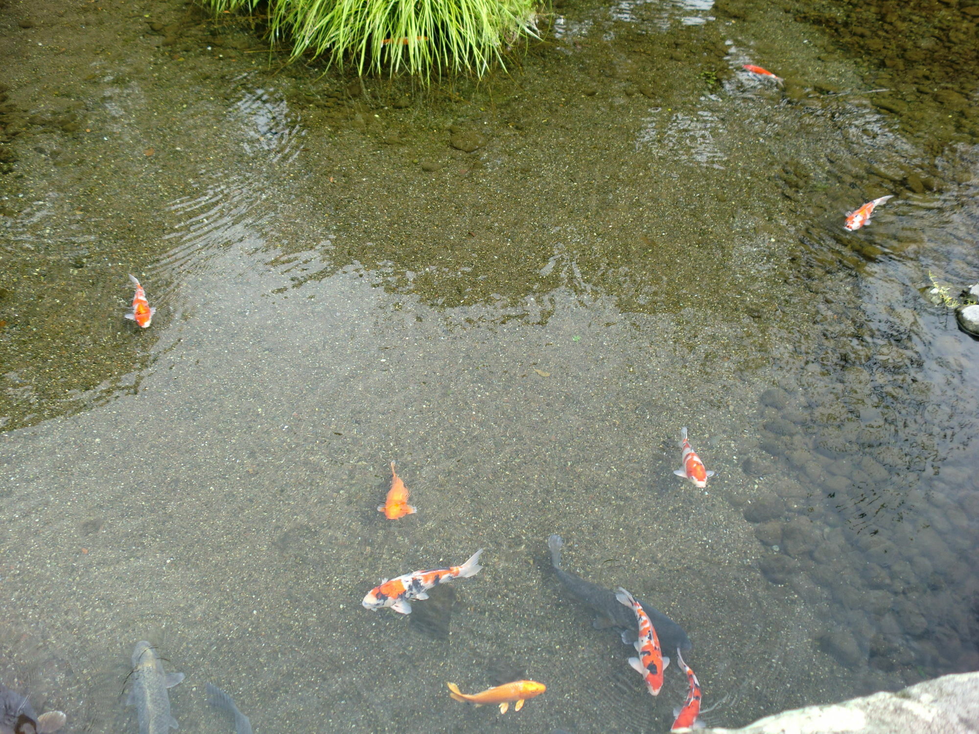 Suizenji Comfort Hotel Kumamoto Esterno foto